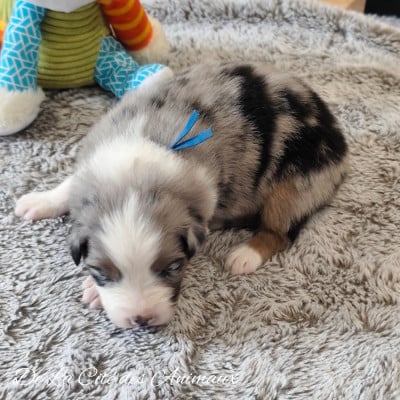 Les chiots de Berger Australien