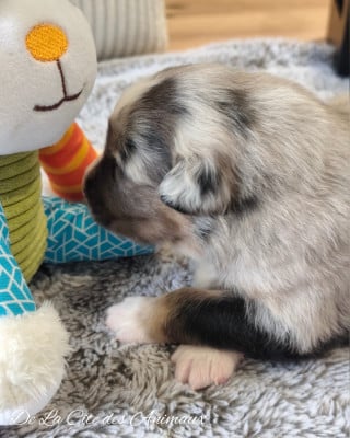 Les chiots de Berger Australien