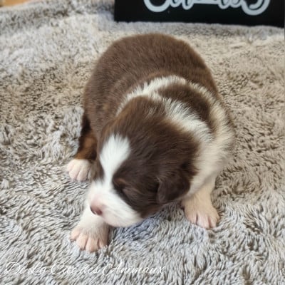 Les chiots de Berger Australien