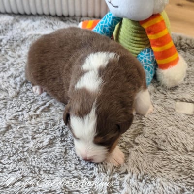 Les chiots de Berger Australien