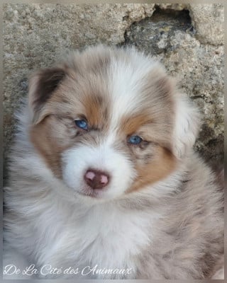 Les chiots de Berger Australien