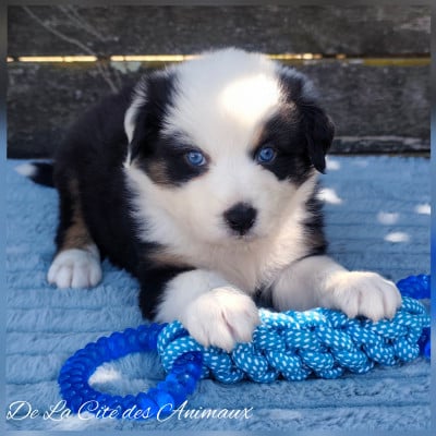 Les chiots de Berger Australien