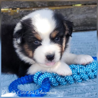 Les chiots de Berger Australien