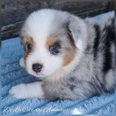 Les chiots de Berger Australien