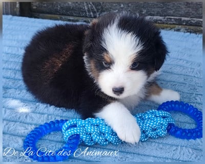 Les chiots de Berger Australien