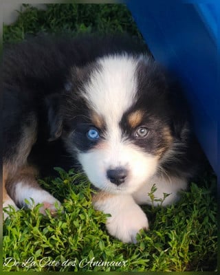 Les chiots de Berger Australien