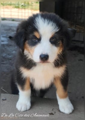 Les chiots de Berger Australien
