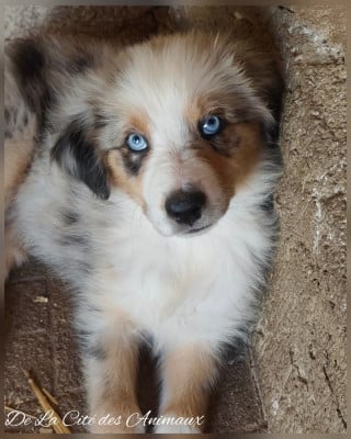 Les chiots de Berger Australien