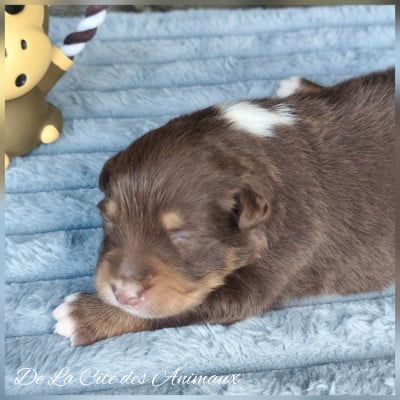 Les chiots de Berger Australien