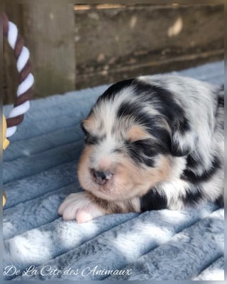 Les chiots de Berger Australien