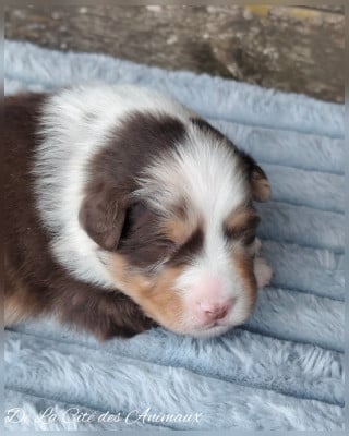 Les chiots de Berger Australien