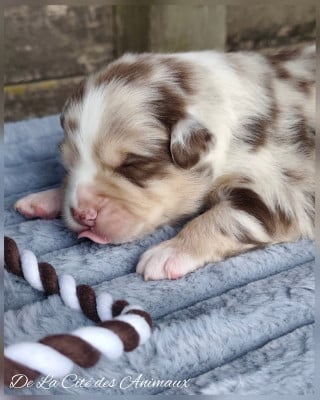 Les chiots de Berger Australien