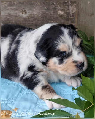 Les chiots de Berger Australien