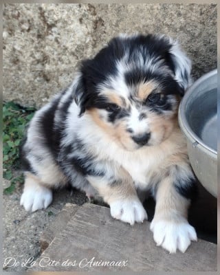 Les chiots de Berger Australien