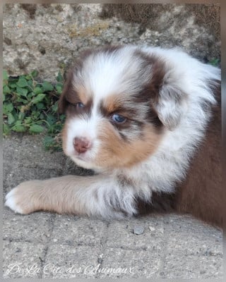 Les chiots de Berger Australien