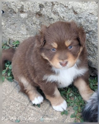 Les chiots de Berger Australien