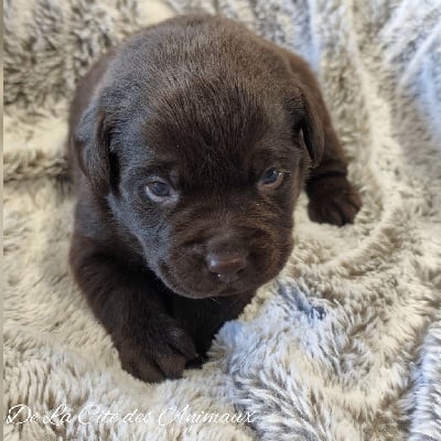 Les chiots de Labrador Retriever
