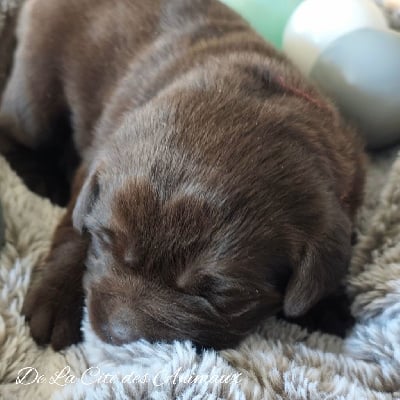 Les chiots de Labrador Retriever
