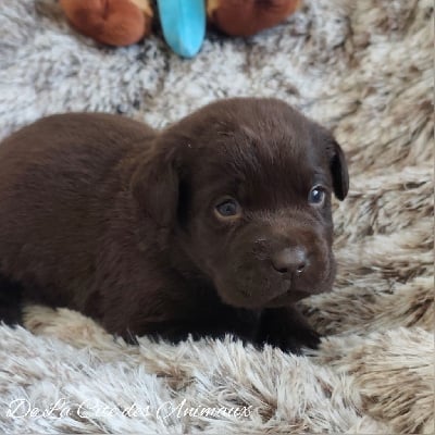 Les chiots de Labrador Retriever