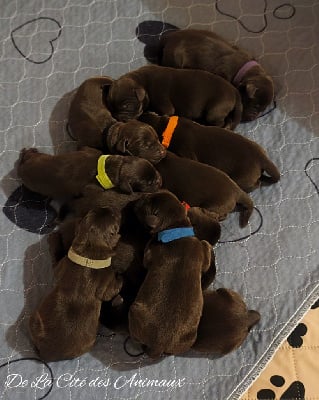 Les chiots de Labrador Retriever