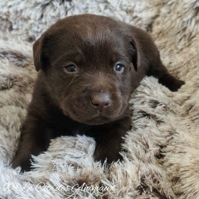 Les chiots de Labrador Retriever