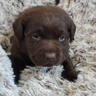 Les chiots de Labrador Retriever