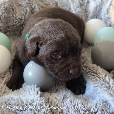 Les chiots de Labrador Retriever
