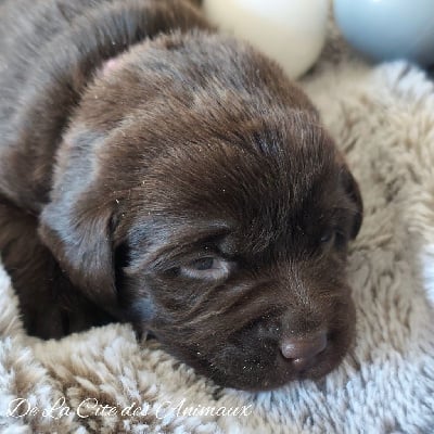 Les chiots de Labrador Retriever