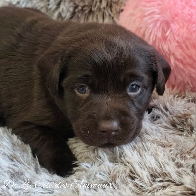 Les chiots de Labrador Retriever