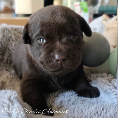 Les chiots de Labrador Retriever