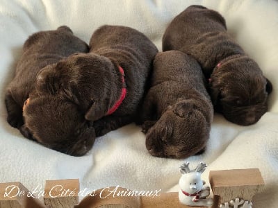 Les chiots de Labrador Retriever