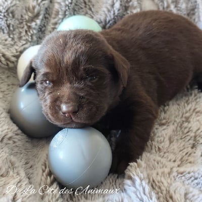 Les chiots de Labrador Retriever
