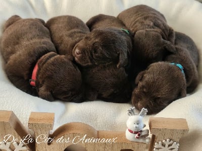 Les chiots de Labrador Retriever