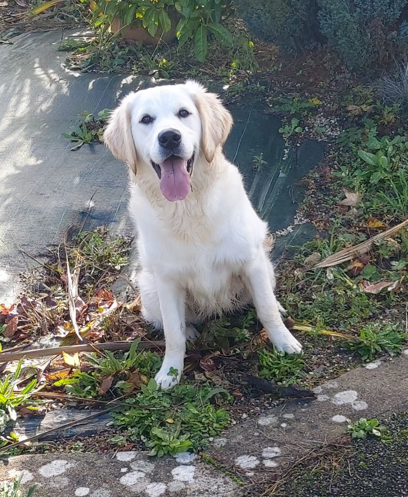 Ultra chic of loving Star