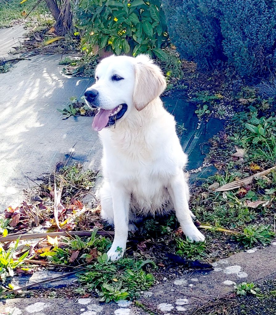 Ultra chic of loving Star