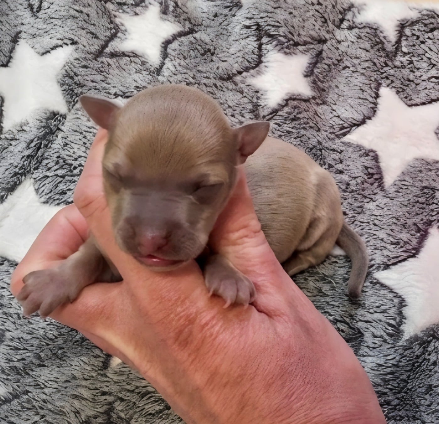 CHIOT 1 - Petit Levrier Italien