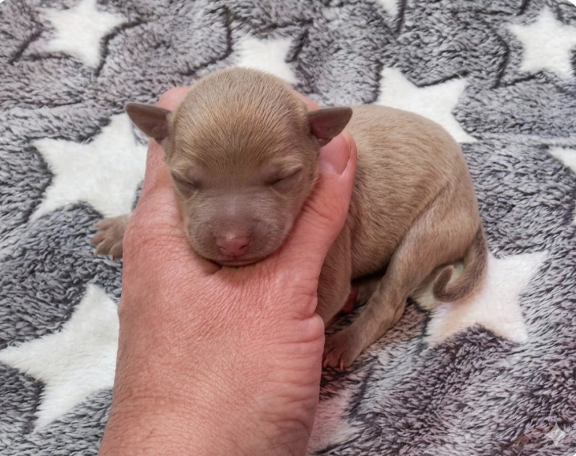 CHIOT 3 - Petit Levrier Italien