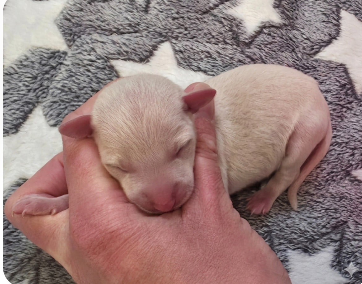 CHIOT 5 - Petit Levrier Italien