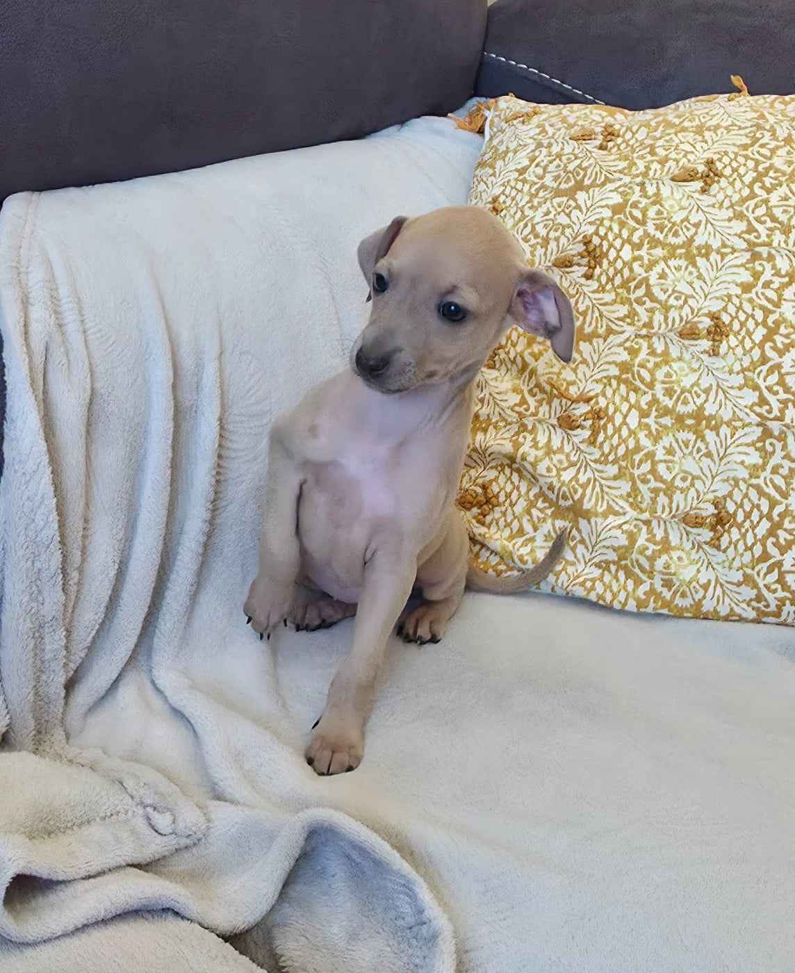 CHIOT 1