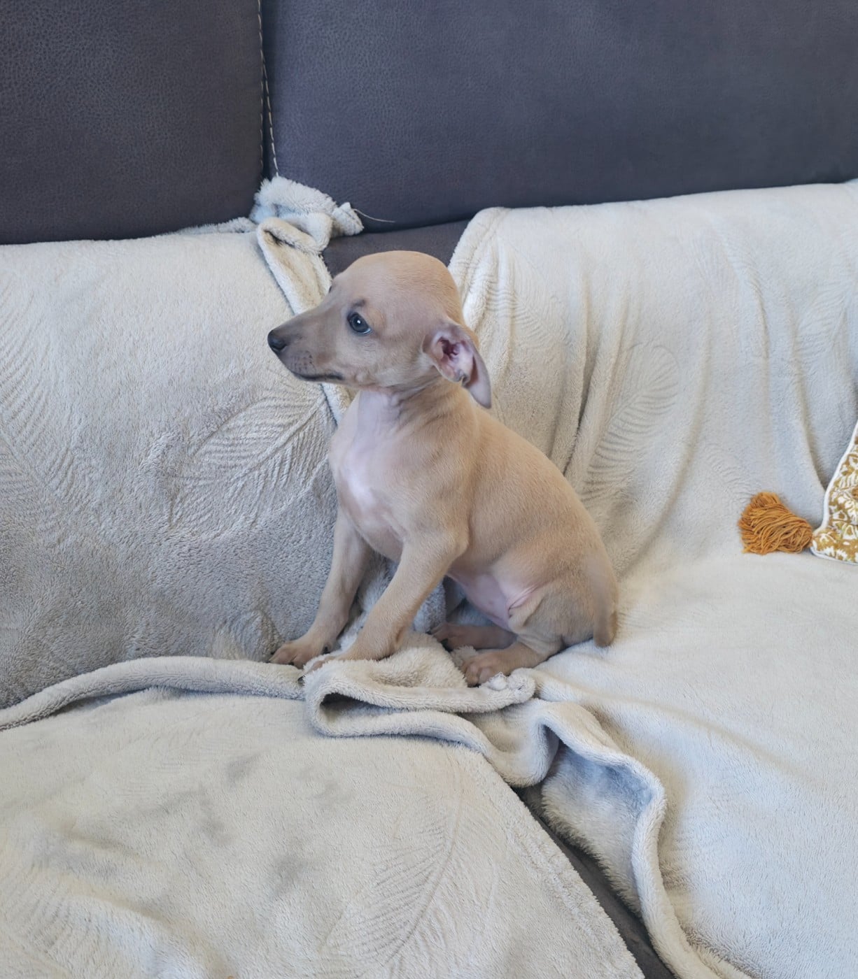 CHIOT 1