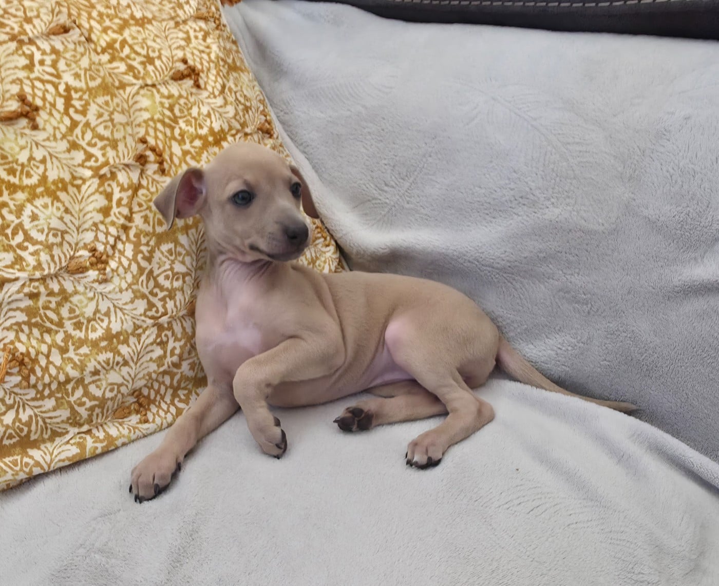 CHIOT 1