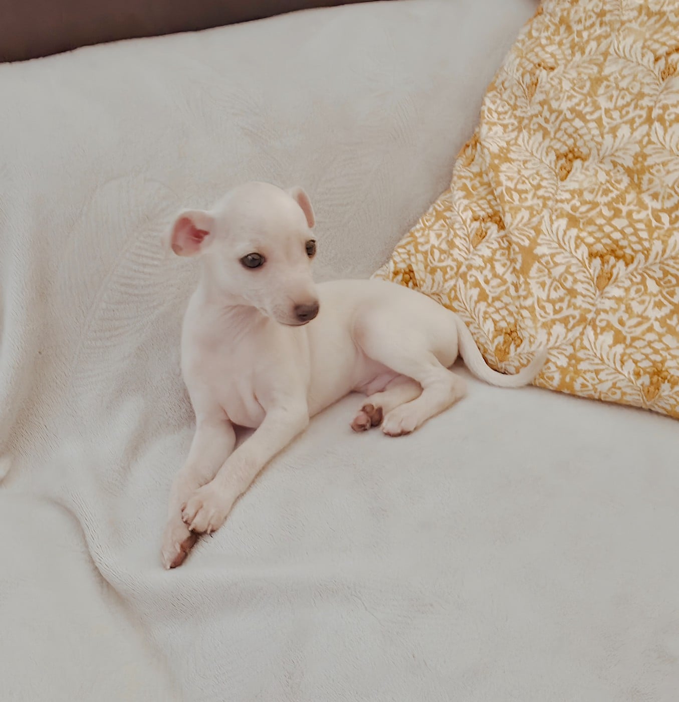 CHIOT 5