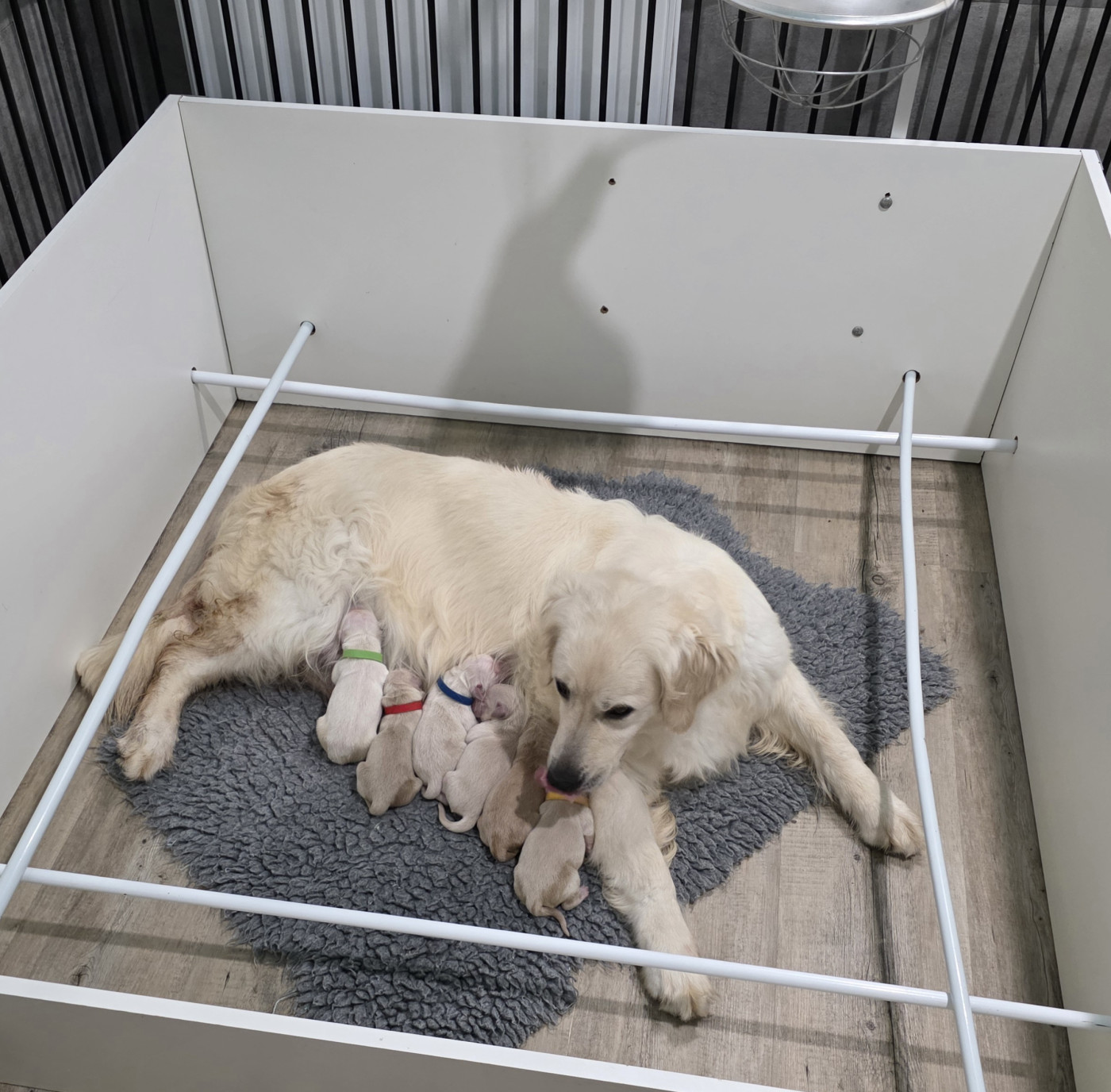 Golden Retriever - Du Clos Des Lucs