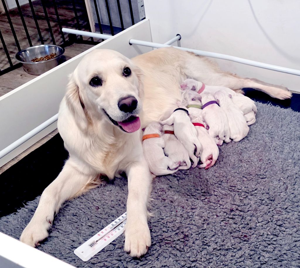 Golden Retriever - Du Clos Des Lucs