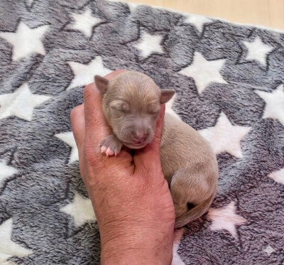 CHIOT 4 - Petit Levrier Italien