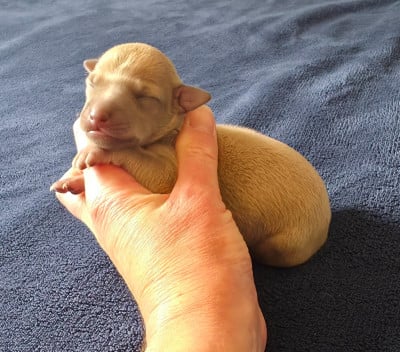 Les chiots de Petit Levrier Italien