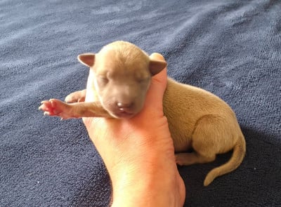 Les chiots de Petit Levrier Italien