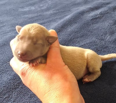 Les chiots de Petit Levrier Italien