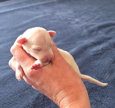 Les chiots de Petit Levrier Italien