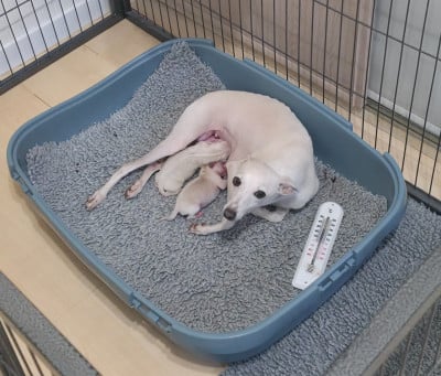 Les chiots de Petit Levrier Italien